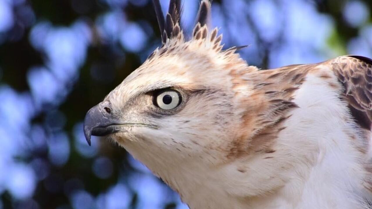 a large bird of prey with sharp eyes