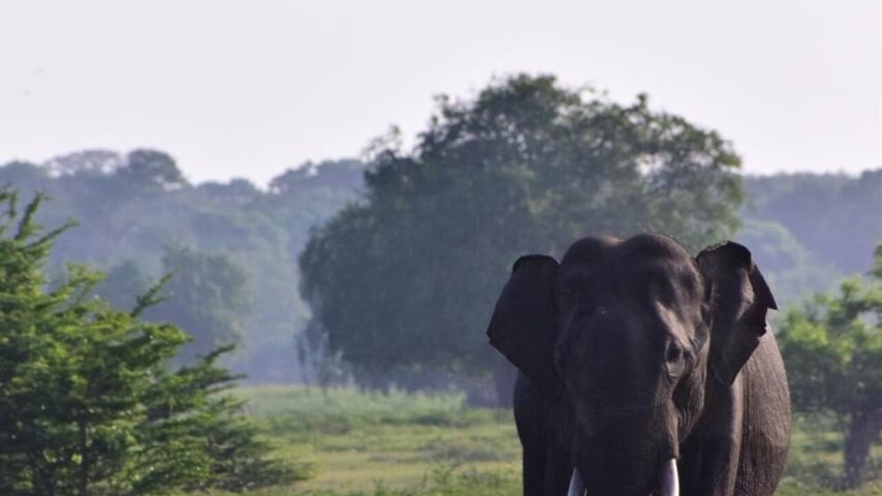 Udawalawe, Sri Lanka