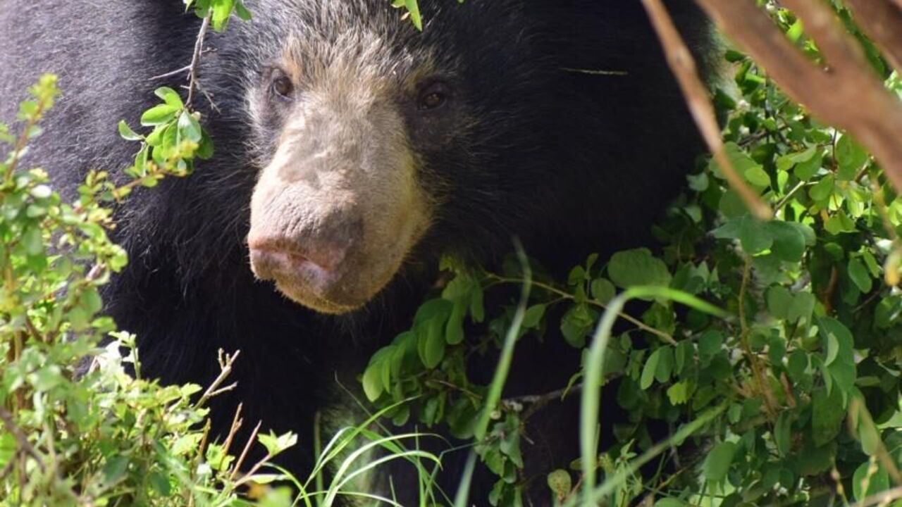 A black bear resting in grass