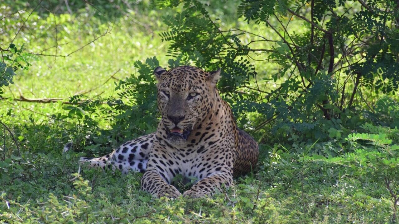 Yala National Park