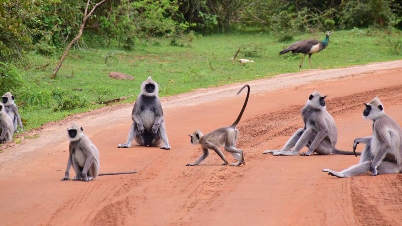 A group of monkeys gathered on a dirt road