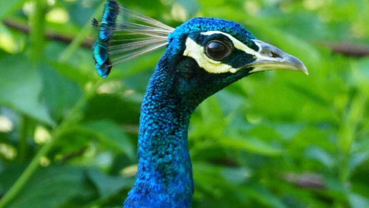 A peacock with colorful feathers