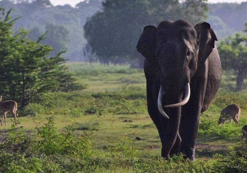 Udawalawe National Park