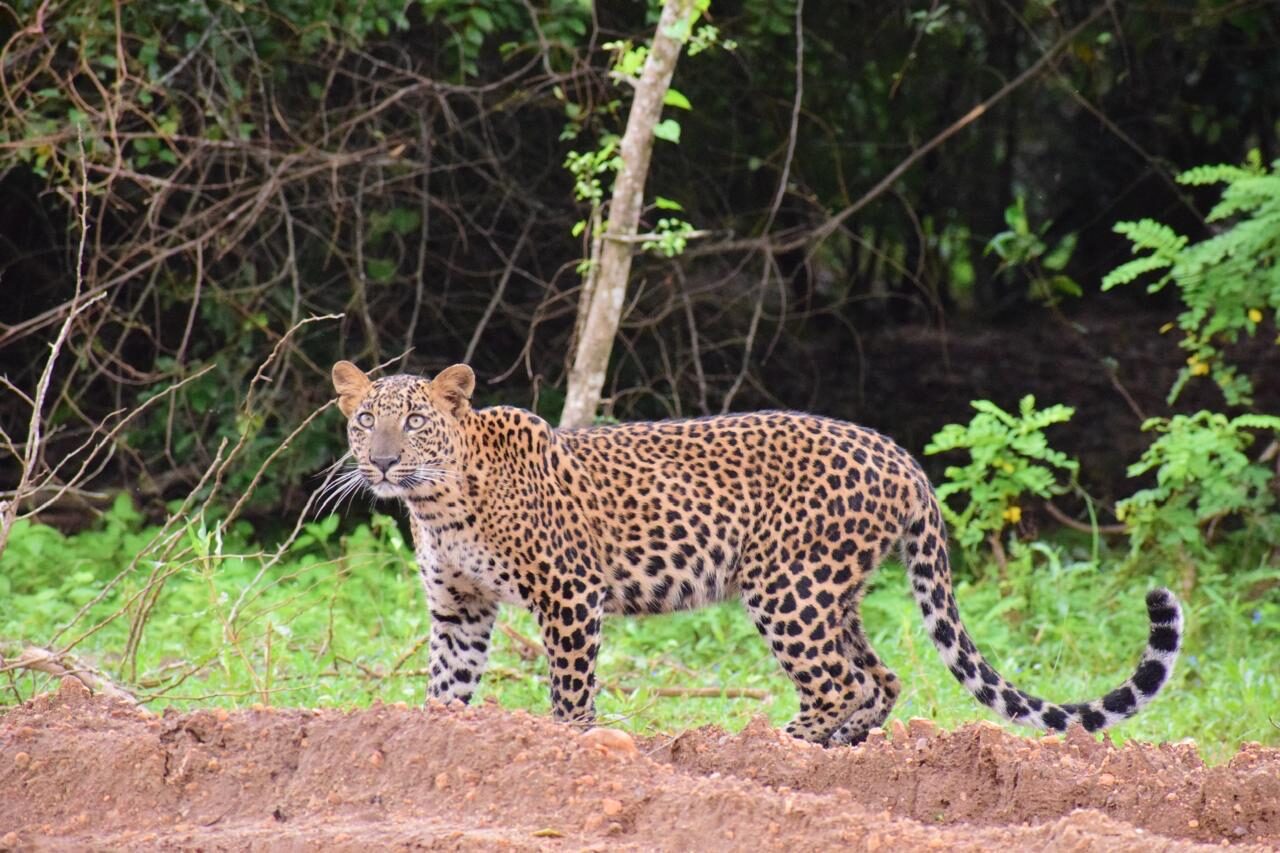 Wilpattu National Park